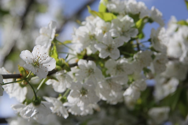 ЭВОЛЮЦИЯ ПОНИМАНИЯ, повествование четырнадцатое, ответ А. Капранову